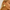 Close-up of a person wearing a gold earring with a plain background